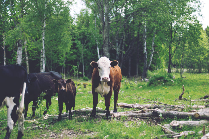 COW COW COW