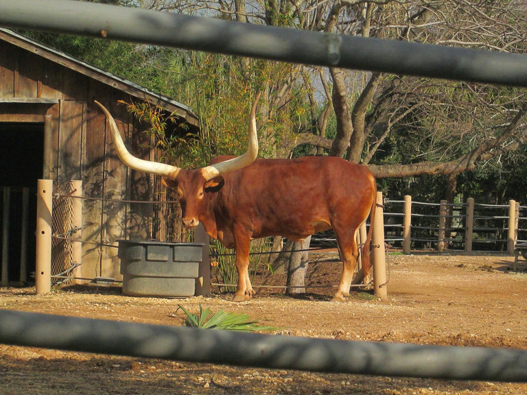 The Ultimate Cow; The Mega Cow